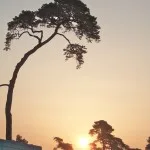 Lever de soleil arbonne la foret (centre equestre d'arbonne)