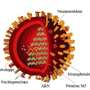 Virus de la Grippe