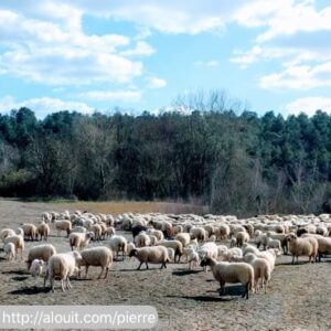 Moutons en Forêt de Fontainebleau